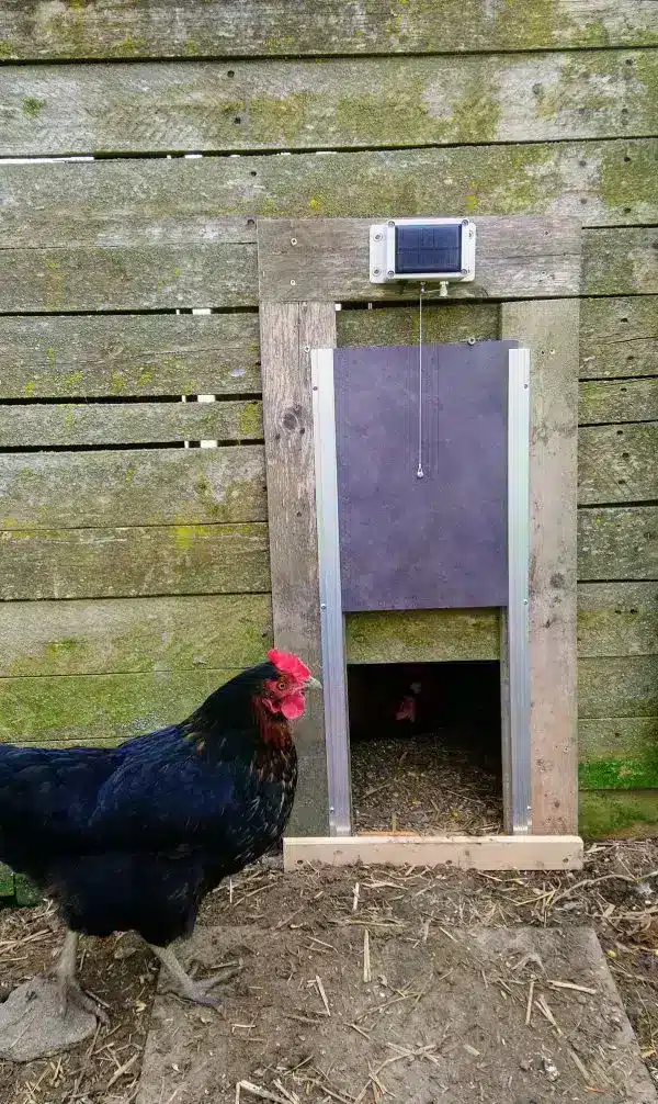 Porte automatique pour poulailler solaire la terceira sur un vieux poulailler en bois fait maison.