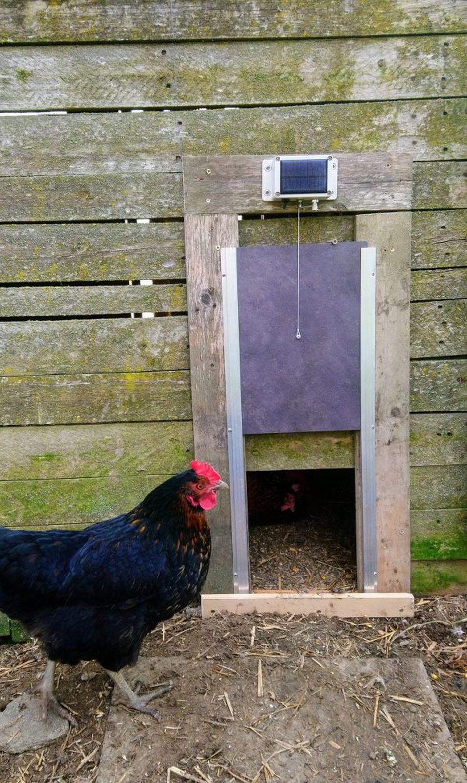 Porte automatique solaire pour poulailler la terceira.