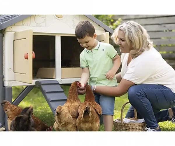 Poules devant le poulailler