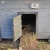 Module de fermeture anticrocpoule solaire avec mini groom sur un poulailler en bois